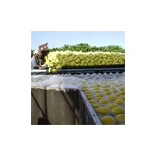 Mesin Pengolah Buah dan Sayur