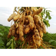 Kacang Tanah
