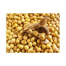 Kacang Kedelai