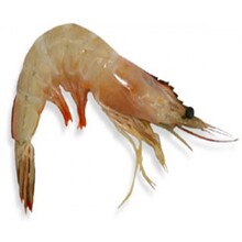 Udang