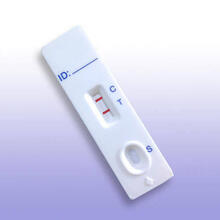Rapid Test
