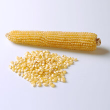 Bibit Jagung