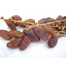 Kurma