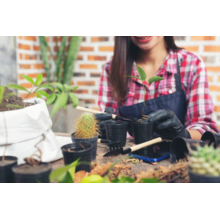 Jasa Perawatan Tanaman