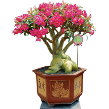 Pot Bunga dan Tanaman