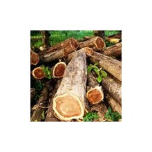 Jual Kayu