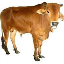 Sapi Ternak