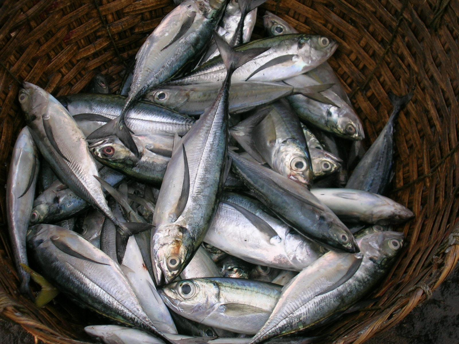 Jual Seafood Segar Ikan Laut Harga Murah Denpasar Oleh Pt