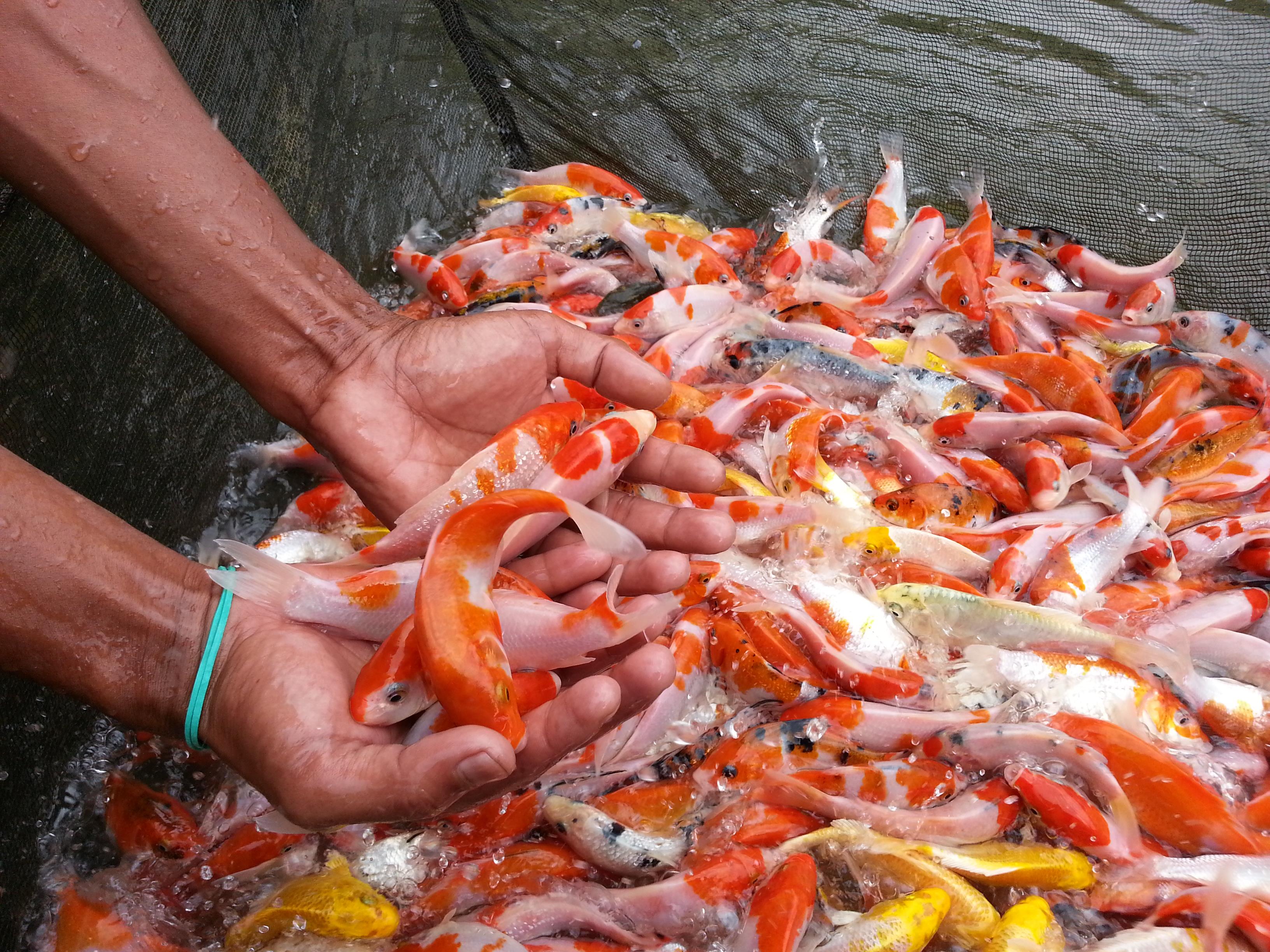 Jual Ikan Koi Harga Murah Sukabumi oleh PT JAYA PERKASA 