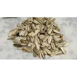 Bibit Bunga Matahari