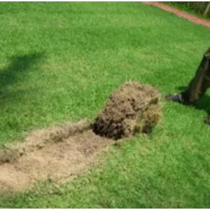 Rumput lapangan futsal Zoysia Matrella