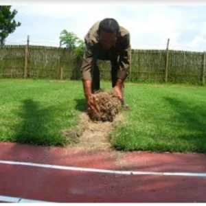 Rumput Asli Lapangan Zoysia Matrella