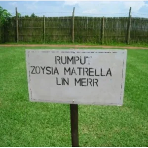 Rumput Sintetis Zoysia Matrella Lin Merr