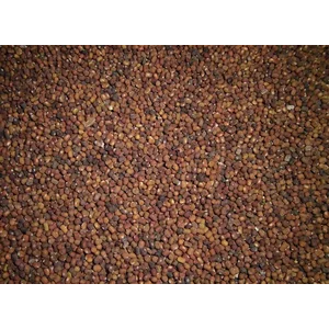 Bibit Tumbuhan LCC PJ ( Pueraria Javanica )