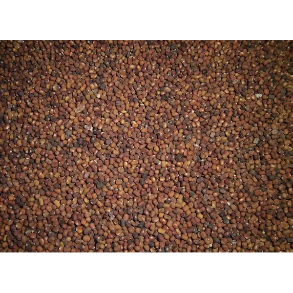 Bibit Tumbuhan LCC PJ ( Pueraria Javanica )