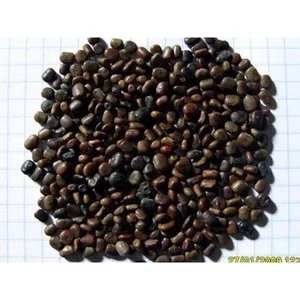 Bibit tumbuhan LCC Centrocema Pubescens (CP)