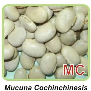 BIBIT TUMBUHAN LCC MC ( MUCUNA COCHINCHINENSIS )