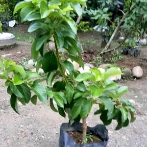 Bibit Alpukat Mentega / Miki