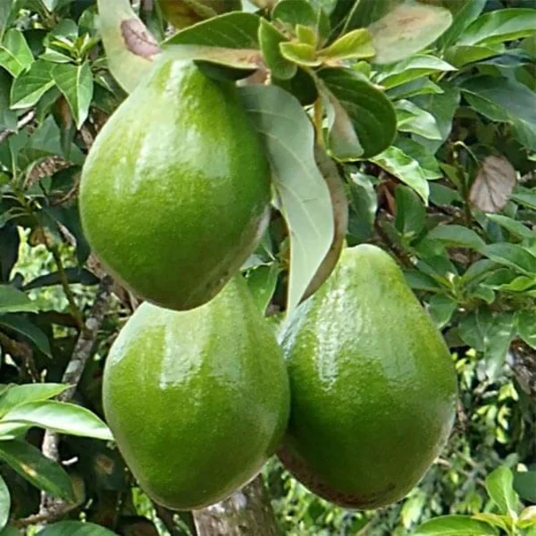 Bibit Alpukat Mentega / Miki