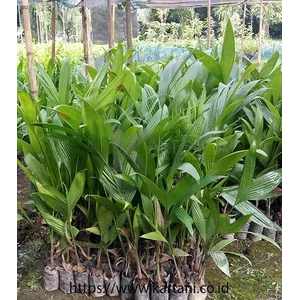Bibit Tumbuhan / Tanaman Pinang Betara