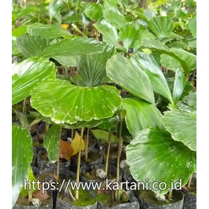 Bibit Tumbuhan / Tanaman Aren Genjah (Enau)