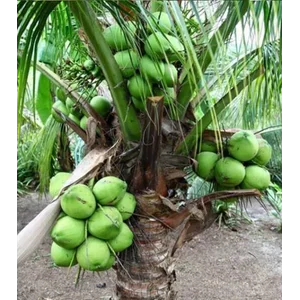 Bibit Tumbuhan Kelapa Pandan Wangi