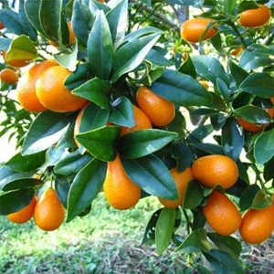 Bibit Tumbuhan Jeruk Kumquat Nagami