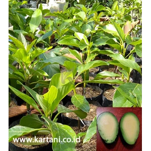 Plant Seeds / Avocado Plants Without Seeds (Seedless)