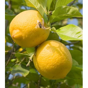 Bibit Tumbuhan Buah Jeruk Lemon Eureka