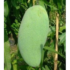 Golek Mango Fruit Plant Seeds