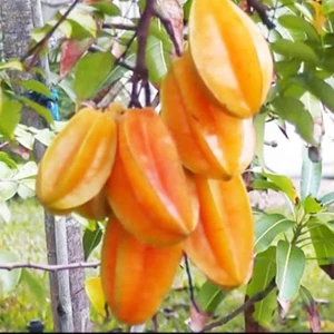 Plant Seeds / Dewi Starfruit Plants 