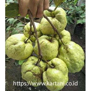 Plant Seeds / Bipara Guava Fruit Plants 