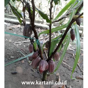 Bcl (Bayek Clon Langkat) Cacao Seedlings