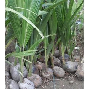 Plant Seeds / Quail Coconut Plants