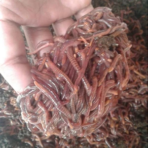 Earthworm (Cacing Tanah)