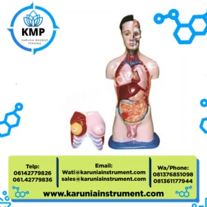 Torso Manusia Dwi Fungsi 90 cm Educational Equipment