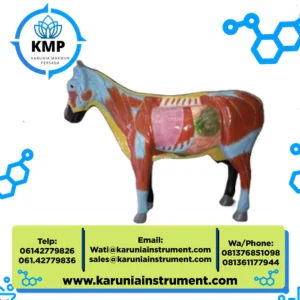 Torso Kambing Anatomi Hewan Dilengkapi Detail Struktur Visual