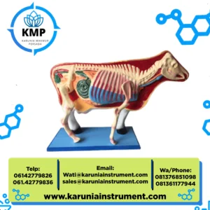 Model Anatomi Sapi Fiberglass 3D - Media Pembelajaran Biologi & Peternakan
