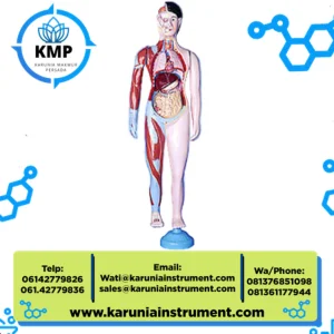 Alat Peraga Edukasi Torso Manusia Seluruh Badan