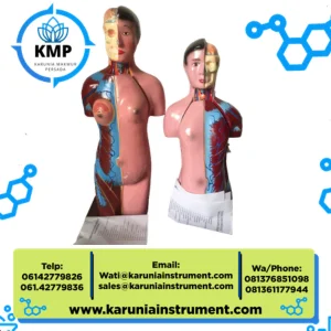 Torso Anatomi Pria Wanita Ukuran Mini - Alat Peraga Sekolah & Lab