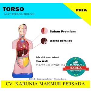 Torso Pria / Laki laki / Alat peraga biologi