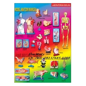 MODEL - TORSO ALAT PERAGA PENDIDIKAN
