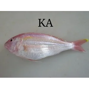 Ikan Kuniran Beku (Nemipterus Virgatus)