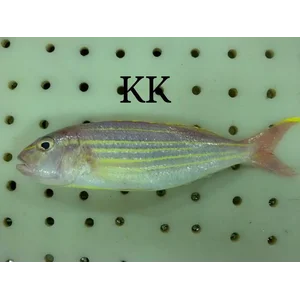 Ikan Kuniran Beku (Nemipterus Virgatus)