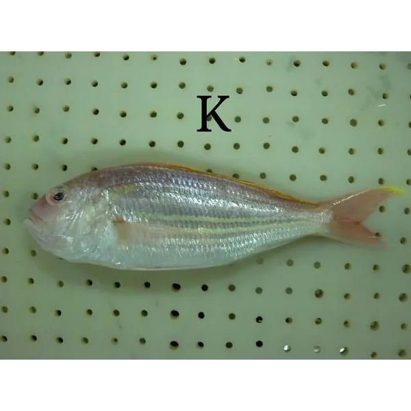 Ikan Kuniran Beku (Nemipterus Virgatus)