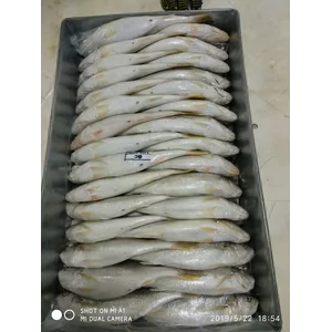 Ikan Senangin Ukuran 30 - 50