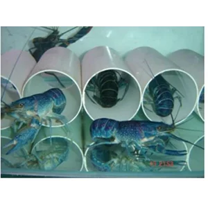 Lobster Air Tawar