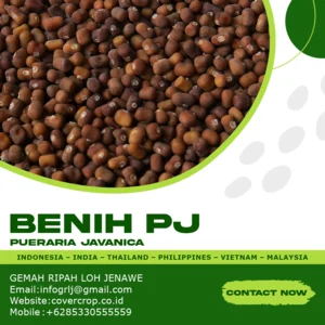 Kacangan Puraria Javanica ( PJ )