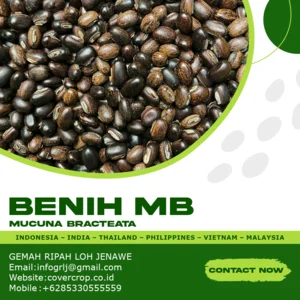 Kacangan Mucuna Bracteata ( MB )