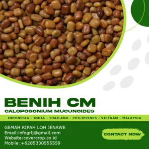 Kacangan Calopogonium Mucunoides ( CM )